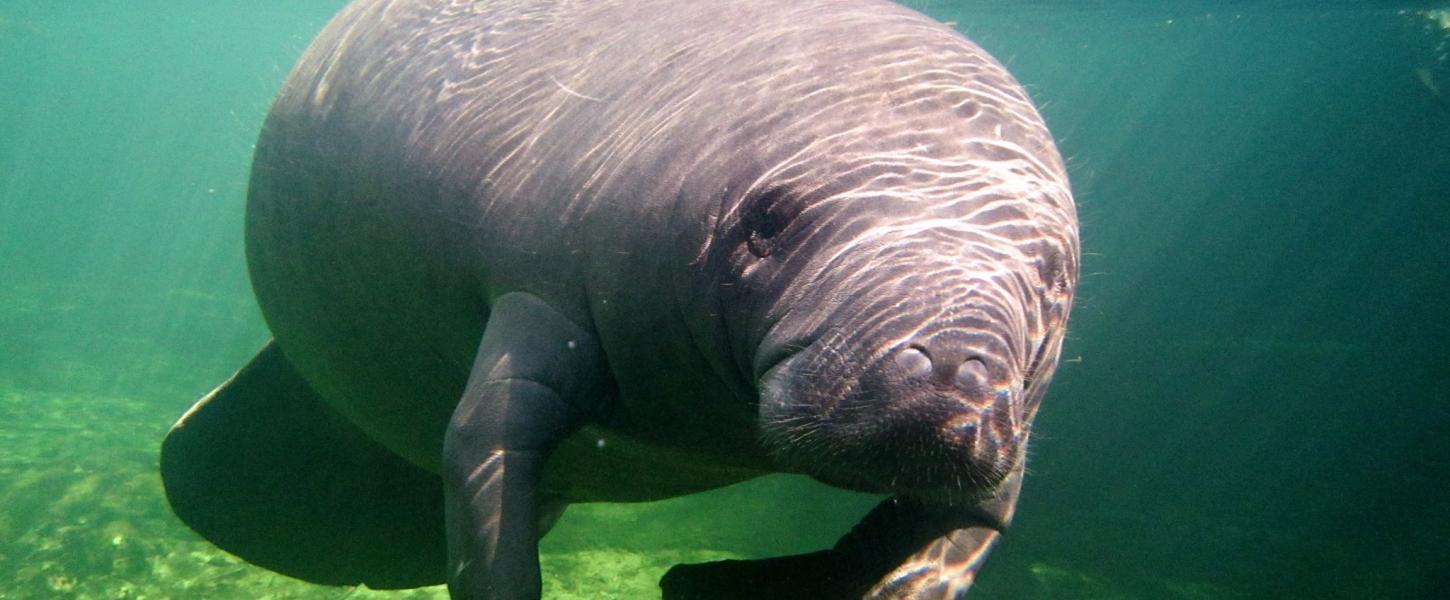 Manatees swimming in the crystal clear waters of Blue Springs State Park